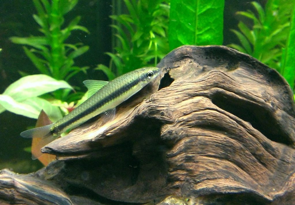 אוכל אצות סיאמי ליד נקודה