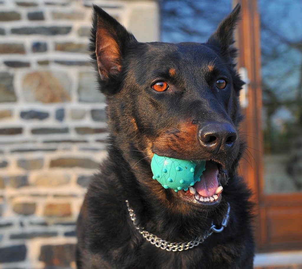 בוסרון עם צעצוע בין שיניו