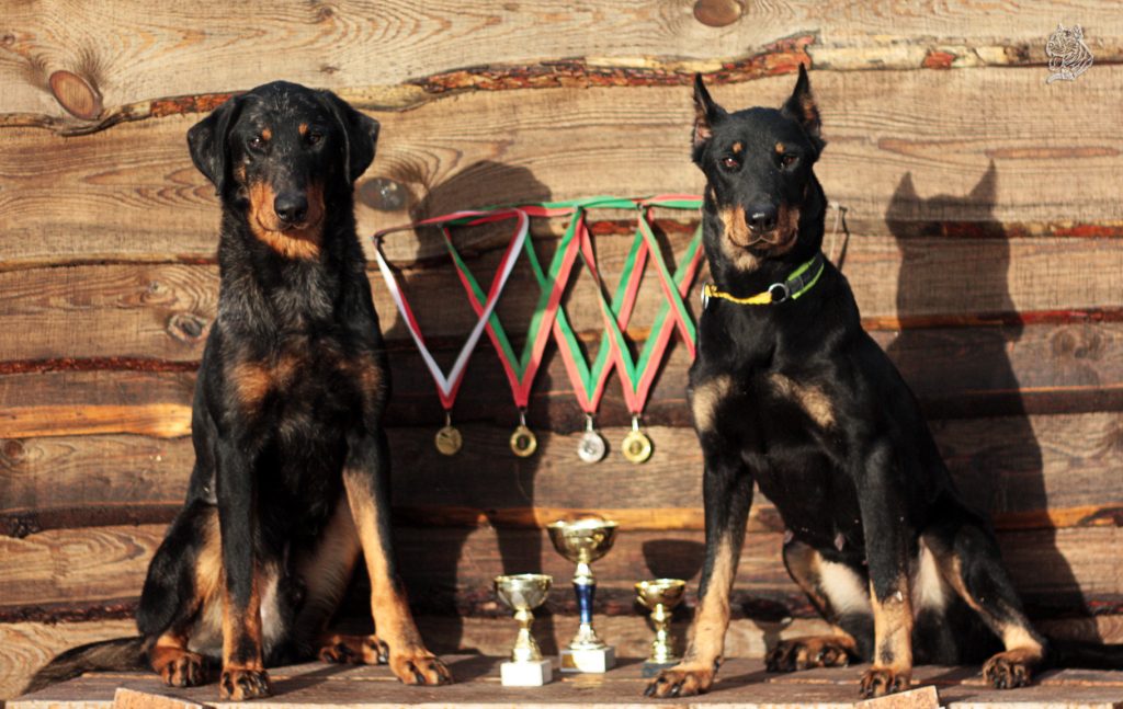 בוסרון ברמה של תערוכה עם פרסים