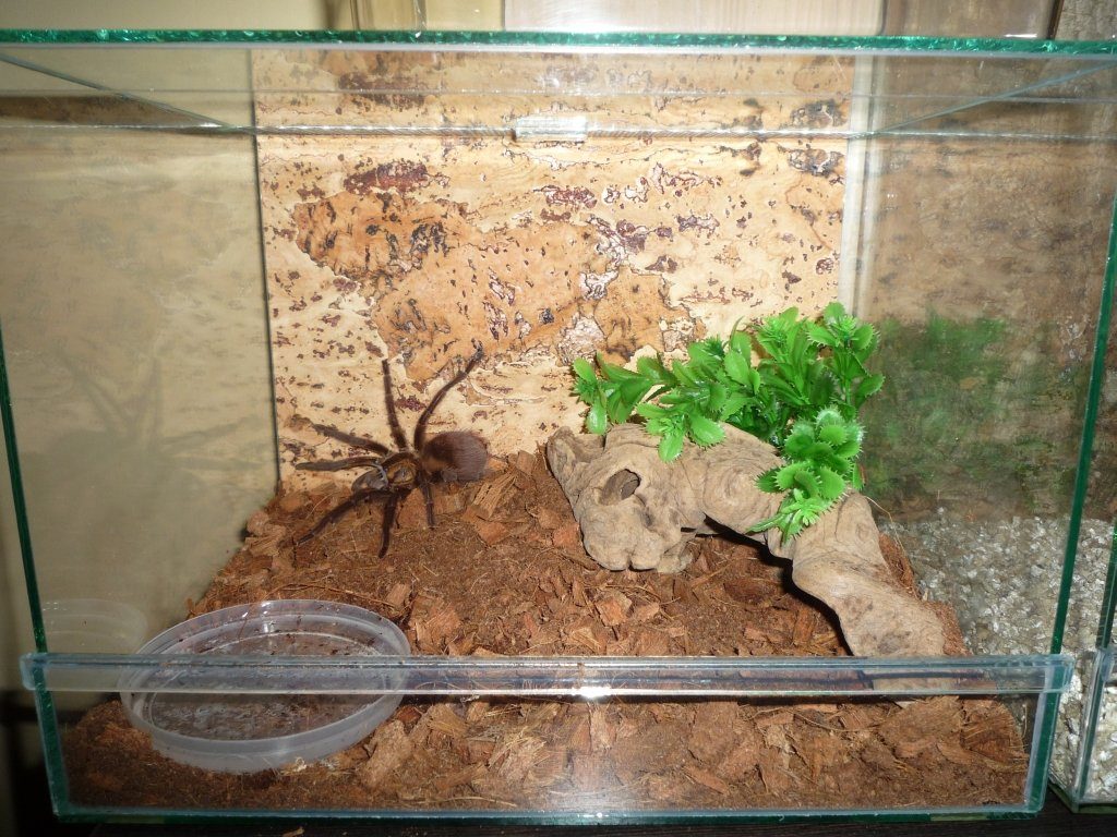 טרריום לעכביש טרנטולה