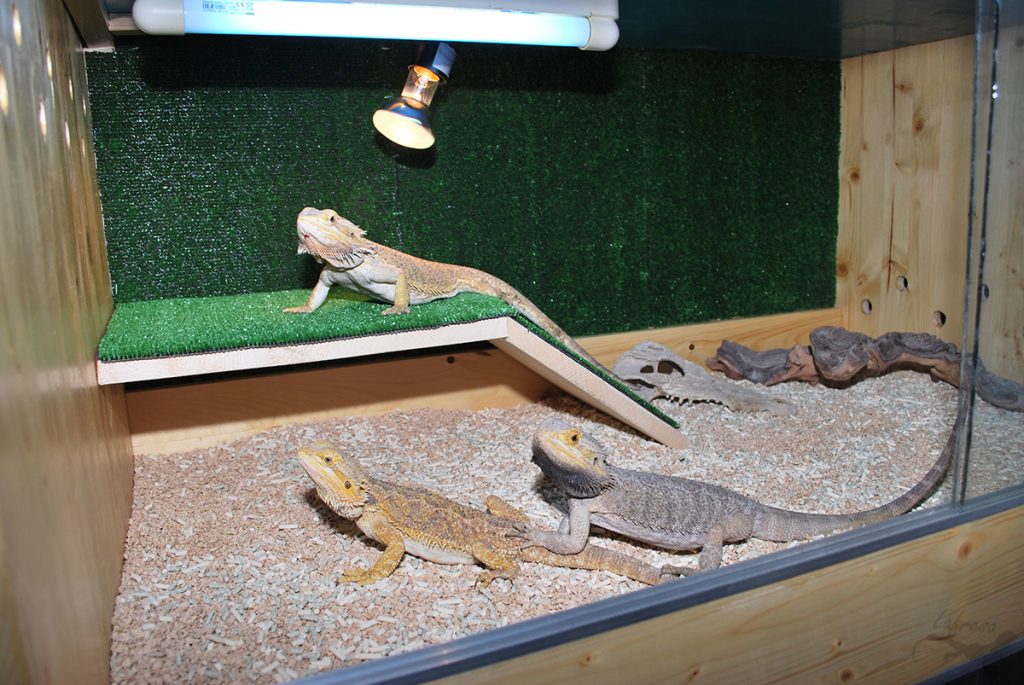 נקודת החימום של הטרריום והאגמה הסמוכה אליו