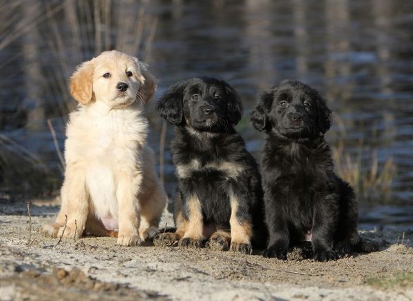 שלושה צבעים של גורי הובווארט