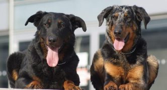 שני בוסרונים משקרים