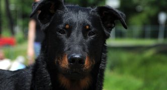 תקריב של ראשו של בוסרון